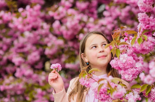 Pollen allergi koncept. Kid njuta körsbärsblomma Sakura. Kid på rosa blommor Sakura Tree bakgrund. Allergi botemedel. Barn njuter av livet utan allergi. Sniffa blommor. Flicka njuter av blommig arom — Stockfoto