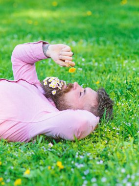 Sakin yüz sakallı adam karahindiba kokluyor. Barış ve huzur kavramı. Daisy çiçeklerle sakalı sakallı adam grassplot üzerinde yatıyordu, arka plan çimen. Adam sakal rahatlatıcı papatya buketi ile