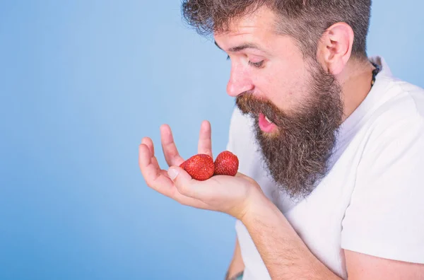 Hipster bearded holds strawberries on palm. Man shouting hungry greedy face with beard eats strawberries. Do not touch my berry. Man greedy hungry not going to share strawberries blue background