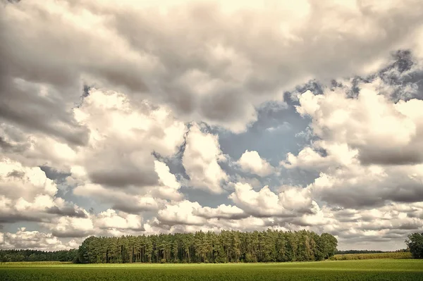 Skog och gröna fält natur landskap molnig dag. Himlen med hel vita moln ovanför skogsträd. Natur och frihet koncept. Molnigt väder prognos. Vädret ändrar tecken. Molnig himmel och natur — Stockfoto