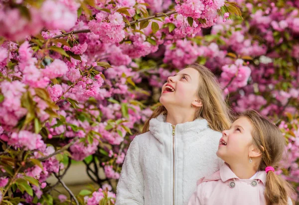 植物学の概念。桜を楽しむ子供たち。花柔らかいピンクの雲。子供たちは暖かい春を楽しんでいます。桜の近くでポーズをとる女の子たち。花で迷子になった桜の背景のピンクの花の子供たち — ストック写真