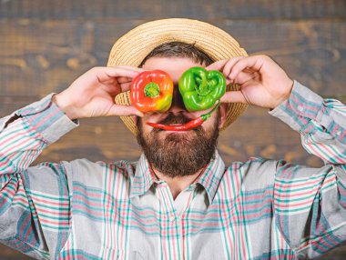 Biber hasat kavramı. Eğleniyor çiftçi ahşap arka plan. Adam tutun biber hasat olarak komik duygusal yüz buruşturma. Acı ve tatlı biber gülümseme ve gözler. Çiftçi tutun biber yüz önünde sakallı