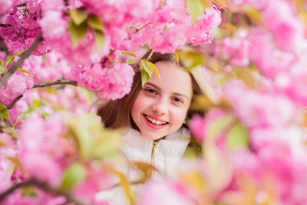 Flor suave. Criança bonito desfrutar de dia quente de primavera. Perdido em flor. Menina turista posando perto sakura. Criança em flores rosa de fundo de árvore sakura. Conceito de botânica. Menina apreciando flor de cerejeira sakura — Fotografia de Stock