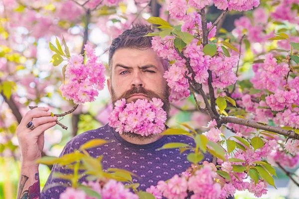 Man with beard and mustache on strict face near tender pink flowers. Hipster with sakura blossom in beard. Bearded man with fresh haircut with bloom of sakura on background. Masculinity concept — Stock Photo, Image