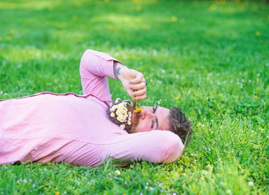 Sakin yüz sakallı adam karahindiba kokluyor. Sakal rahatlatıcı papatya buketi adamla. Daisy çiçeklerle sakalı sakallı adam grassplot üzerinde yatıyordu, arka plan çimen. Barış ve huzur kavramı