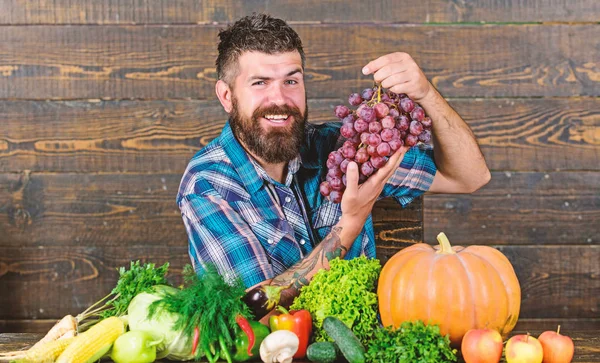 Farmer proud of grapes harvest. Man hold grapes wooden background. Vegetables organic harvest. Farming concept. Grapes from own garden. Farmer bearded guy with homegrown harvest on table hold grapes