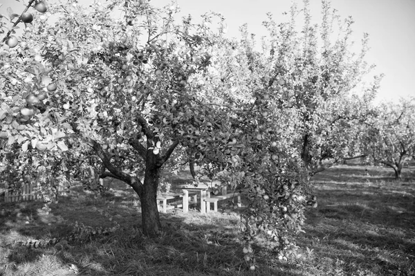Apple Κήπος φύση φόντο ηλιόλουστη φθινοπωρινή μέρα. Κηπουρική και τη συγκομιδή. Πτώση apple καλλιέργειες βιολογικών φυσικών φρούτων. Δέντρο μηλιάς με ώριμα φρούτα στα κλαδιά. Apple συγκομιδή έννοια — Φωτογραφία Αρχείου