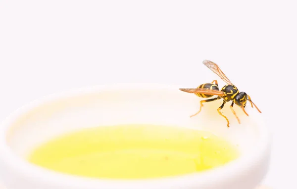 Abeja o avispa en taza de miel de fondo blanco. Comida saludable y concepto de estilo de vida. Producto natural y ecológico. Edulcorante natural. Producción de miel. Dulce néctar natural. Miel natural y abeja de cerca —  Fotos de Stock