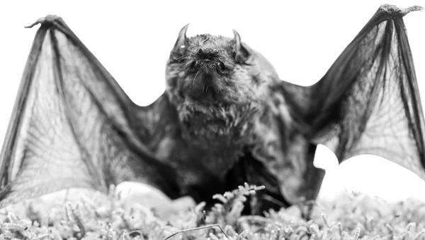 Emlősök természetesen igaz és tartós repülésre képes. Bat echo termelni ultrahangos hangot bocsátanak ki. Denevér detektor. Csúnya denevér. Dummy vad denevér a fű. Vad természet. Mellső igazítani a szárnyait — Stock Fotó