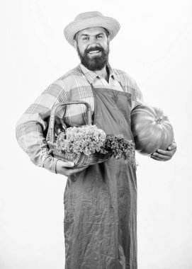 Sebze getiriyor. zengin sonbahar ürün ile adam Şef. Sakallı olgun çiftçi. organik ve doğal gıda. Cadılar Bayramınız Kutlu Olsun. Hasat Festivali. Mevsimlik vitamini yiyecek. Yararlı meyve ve sebze