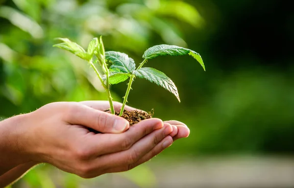 Eco living. farming and agriculture cultivation. Gardening. new life birth. plant in ground in hands. care plants. Eco farm. Earth day. ecology environment. happy earth day. This flower is yours — Stock Photo, Image