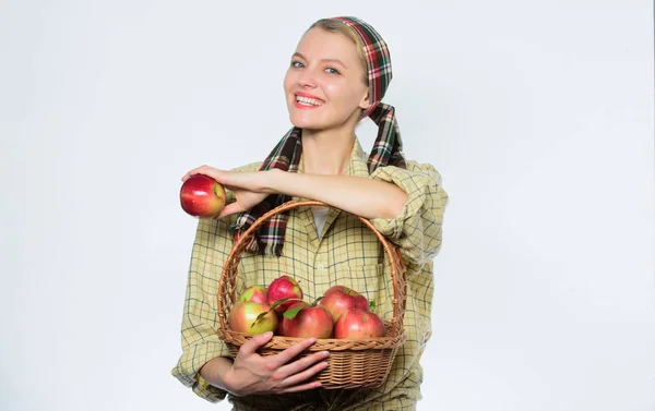 Comienza la dieta de manzana. Mujer llevar cesta con frutas naturales. Cosecha de manzanas de jardinero campesino. Chica jardinero estilo rústico sostienen las manzanas fondo blanco. Atención médica y nutrición vitamínica. Manzanas perfectas — Foto de Stock