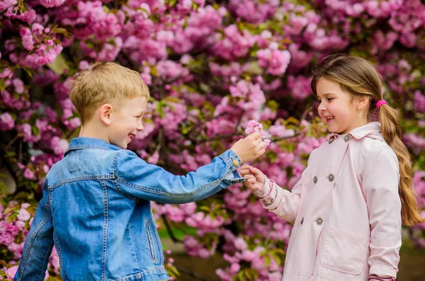 彼女を驚かせたピンクの桜を楽しむ子供たち。ロマンチックな赤ちゃん彼女にすべての花を与える。桜の背景の花にカップルの子供たち。優しい愛の気持ち。小さな女の子は春の花を楽しむ — ストック写真