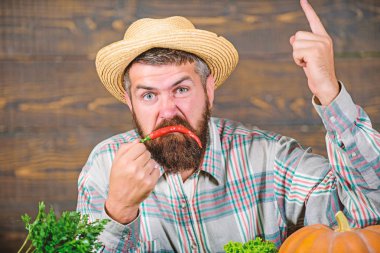 Biber hasat kavramı. Çiftçi tutun biber kırmızı biber sakallı. Çiftçi kızgın sıcak biber biber ahşap arka plan. Rustik çiftçi hasır şapka baharatlı tadı seviyor. Adam tutun biber hasat. Duygular kavramı