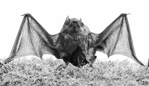 Дикая природа. Передние конечности приспособлены под крылья. Млекопитающие, естественно, способны к истинному и продолжительному полету. Летучая мышь излучает ультразвуковой звук для получения эха. Детектор летучих мышей. Кукла летучей мыши на траве. Гадкая летучая мышь — стоковое фото