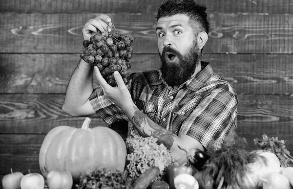 Concepto de agricultura y cosecha. Agricultor con cosecha casera en la mesa. Agricultor orgulloso de cosechar verduras y uvas. Hombre barbudo sostiene uvas fondo de madera. Cosecha ecológica de hortalizas —  Fotos de Stock