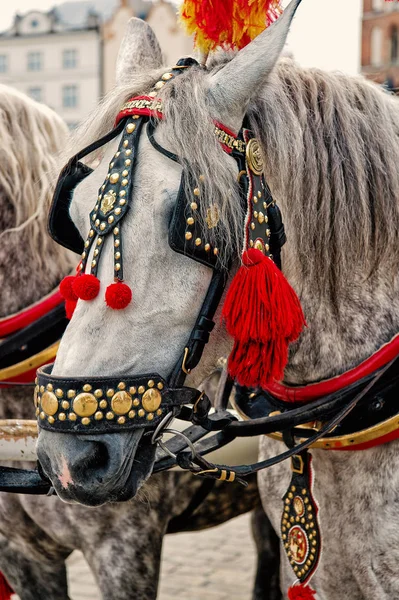 Pferd mit grauer Mähne, Tragegeschirr in Krakau, Polen — Stockfoto