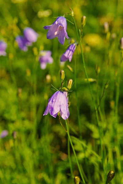 Campanula floresce na paisagem natural em Flam, Noruega. Flores de sino no campo verde. Flores florescentes com pétalas violetas no exterior ensolarado. Natureza e meio ambiente. Loja de flores. Humor de verão — Fotografia de Stock