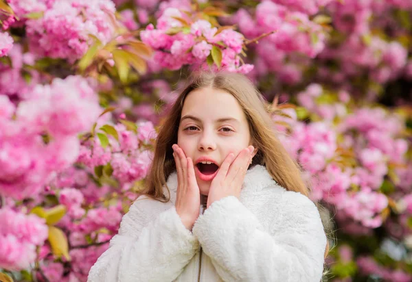 Flowers as soft pink clouds. Sniffing flowers. Child enjoy warm spring. Girl enjoying floral aroma. Kid on pink flowers of sakura tree background. Botany concept. Kid enjoying cherry blossom sakura