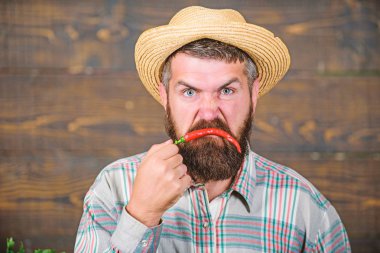 Çiftçi tutun biber kırmızı biber sakallı. Çiftçi kızgın sıcak biber biber ahşap arka plan. Rustik çiftçi hasır şapka baharatlı tadı seviyor. Adam tutun biber hasat. Duygular kavramı. Biber hasat kavramı