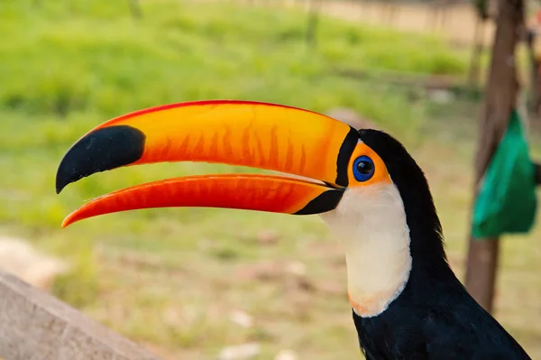 투 칸 새 보카 드 발레리, 브라질에서. 곳 큰부리새 자연에. 주황색 부리와 아름 다운 투 칸 새입니다. 큰부리새 야생 동물에서. 라틴 아메리카 여행. 안녕하세요 여름 — 스톡 사진