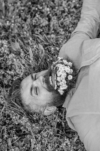 Homme barbu avec des fleurs de marguerite reposent sur la prairie, fond d'herbe. Hipster avec bouquet de marguerites à la barbe relaxant. Unissez-vous au concept de la nature. Homme avec barbe sur le visage souriant profiter de la nature — Photo