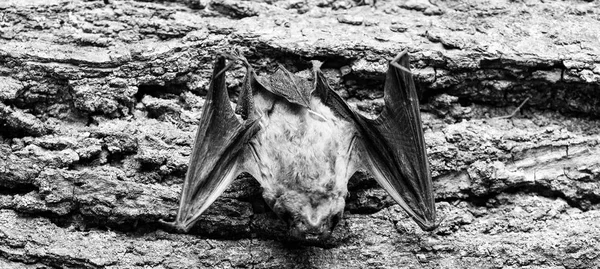 Bat detector. Dummy of bat wooden background. Ugly bat. Forelimbs adapted as wings. Museum of nature. Mammals naturally capable of true and sustained flight. Eyes bat species small poorly developed