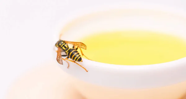 Miel natural y abeja de cerca. Abeja o avispa en taza de miel de fondo blanco. Dulce néctar natural. Comida saludable y concepto de estilo de vida. Producto natural y ecológico. Edulcorante natural. Producción de miel —  Fotos de Stock
