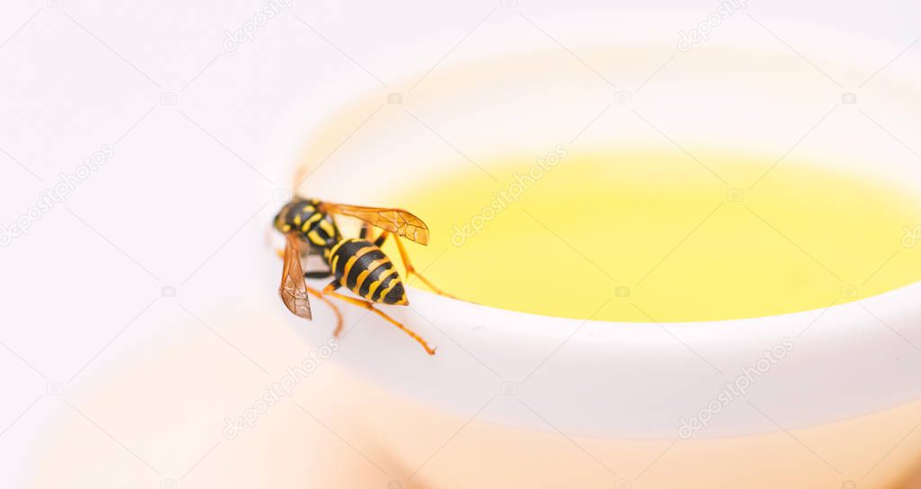 Natural honey and bee close up. Bee or wasp on cup of honey white background. Sweet natural nectar. Healthy food and lifestyle concept. Natural and organic product. Natural sweetener. Honey producing
