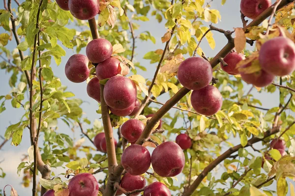 Gazdag termés koncepció. Piros Alma érett gyümölcsök, a fióktelep ég háttere. Alma, szüret, őszi szezon. Kertészet és a betakarítás. Bio Alma növények gazdaság vagy a kertben. Őszi Alma szüreti szezon — Stock Fotó