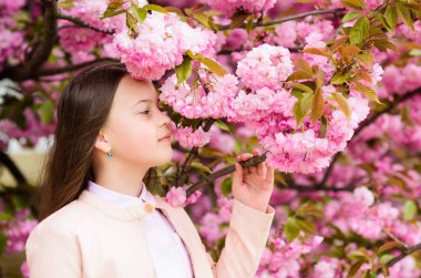 İhale çiçeklenme. Sakura ağacı arka plan pembe çiçekler üzerinde Çocuk. Kız kiraz çiçeği veya sakura zevk. Sevimli çocuk bahar gününde doğanın tadını çıkarın. Aromatik çiçek konsepti. Kız turist sakura yakınında poz