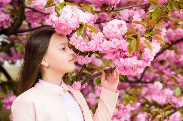 Delikatny rozkwit. Dziecko na różowe kwiaty z drzewa Sakura tle. Dziewczyna korzystających kwiat wiśni lub Sakura. Cute dziecko cieszyć się naturą w dniu wiosny. Koncepcja kwitnienia aromatycznego. Dziewczyna turystyczny stwarzające w pobliżu Sakura — Zdjęcie stockowe