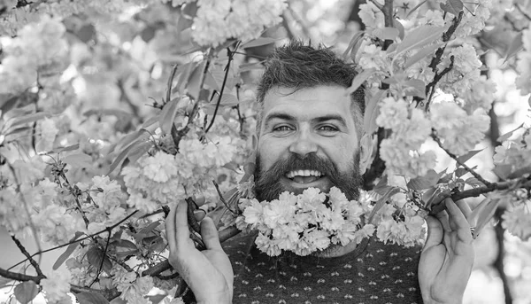 Homem com barba e bigode na cara feliz perto de ramos com flores rosa ternas. Hipster com flor de sakura na barba. Conceito de primavera. Homem barbudo com flor de árvore sakura no fundo — Fotografia de Stock