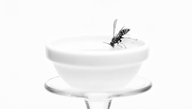 Sağlıklı gıda ve yaşam tarzı kavramı. Doğal ve organik ürün. Doğal tatlandırıcı. Üreten tatlım. Doğal bal ve arı kapatın. Arı ya da yaban arısı bal beyaz arka plan fincan üzerinde. Tatlı doğal nektar