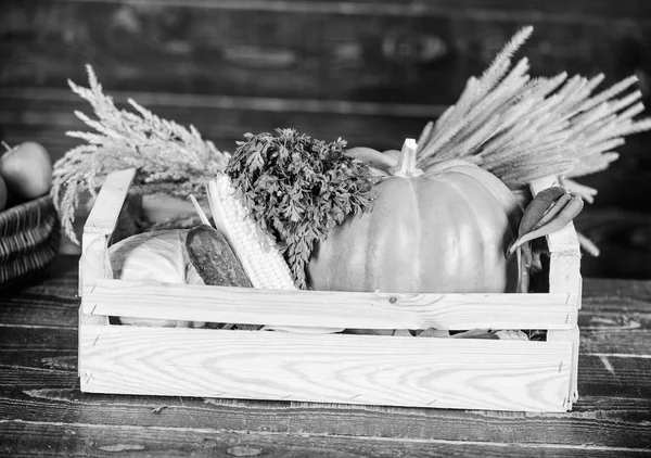 Fresh organic healthy vegetables garden box. Fall harvest concept. Autumn harvest crops vegetables. Locally grown natural food. Farmers market. Homegrown vegetables. Ripe local farm vegetables