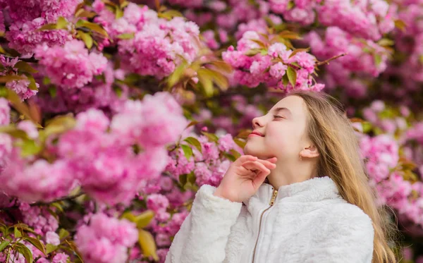 Sniffa blommor. Barn njuta av varma våren. Flicka njuter av blommig arom. Botanik koncept. Kid njuter körsbärsblomma Sakura. Blommor som mjuka rosa moln. Kid på rosa blommor av Sakura Tree bakgrund — Stockfoto