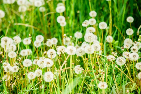 白色蒲公英的草甸。夏田蒲公英场春光背景，白色蒲公英。种子。蓬松的蒲公英在夏景的背景下绽放.蒲公英田 — 图库照片