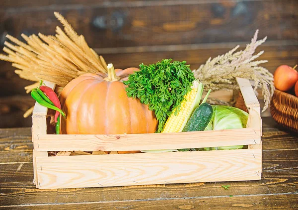 Frisches, gesundes Bio-Gemüse Gartenbox. Herbsterntekonzept. Herbsternte bringt Gemüse. Naturkost aus lokalem Anbau. Bauernmarkt. Gemüse aus eigenem Anbau. reifes Bauerngemüse aus der Region — Stockfoto