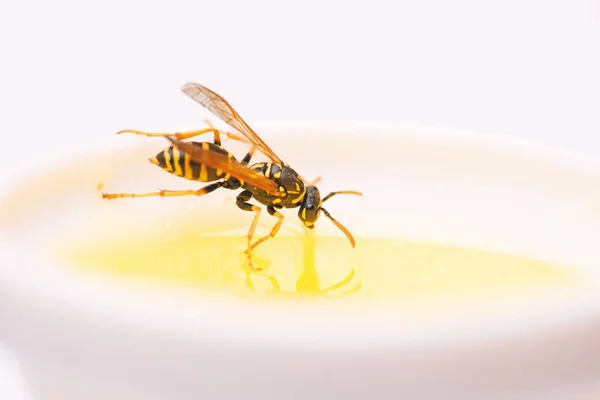 Natural and organic product. Natural sweetener. Honey producing. Natural honey and bee close up. Bee or wasp on cup of honey white background. Sweet natural nectar. Healthy food and lifestyle concept