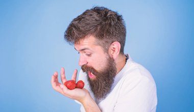 Aç aç gözlü yüz sakallı bağıran adam çilek yiyor. Benim berry dokunmayın. Adam açgözlü aç çilek mavi arka plan paylaşmak gidiş değil. Sakallı hippi çilek avuç içinde tutar.