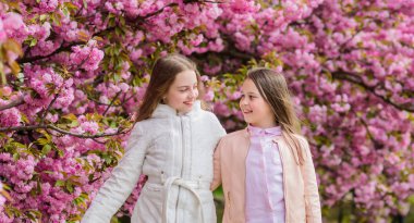 Çiçekler yumuşak pembe bulutlar. Çocuklar ılık baharın tadını çıkarırlar. Çiçekte kaybolmuş. Sakura'nın yanında poz veren kızlar. Sakura ağacı arka plan pembe çiçekler üzerinde Çocuklar. Botanik kavramı. Çocuklar kiraz çiçeği sakura zevk