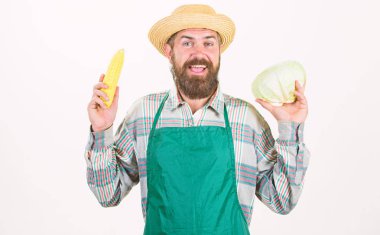 Çiftçi hasır şapka tutun Mısır koçanı lahana sebze. Taze organik sebze hasat. Hipster bahçıvan önlük sebze tutun. Adam sunan Mısır koçanı Mısır ve beyaz arka plan izole lahana sakallı