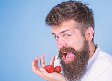 Sakallı adam mutlu yüz açık ağız çilek yiyor. Olgun tatlı çilek mavi arka plan yemek benim berry adam neşeli gonna denemek istiyorum. Sakallı hippi çilek avuç içinde tutan, yakın çekim