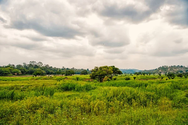 Tropische landschap op bewolkte hemel in boca de valeria, Brazilië. Groene bomen op zomer weide, tropische. Wilde tropische natuur. Ecologie en milieu. Wanderlust en vakantie in tropische plaatsen — Stockfoto