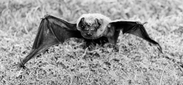 Fledermäuse senden Ultraschallschall aus, um ein Echo zu erzeugen. Fledermausdetektor. Hässliche Fledermaus. Dummy der wilden Fledermaus auf Gras. Wilde Natur. Vorderbeine als Flügel angepasst. Säugetiere, die von Natur aus zu echtem und nachhaltigem Flug fähig sind — Stockfoto