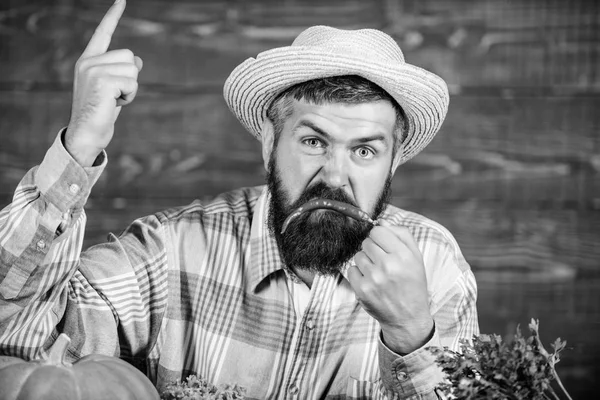 Paprika oogst concept. Baard boer greep rode sambal. Boer boos peper peper houten achtergrond. Rustieke boer stro hoed houdt kruidige smaak. Man greep peper oogst. Emoties concept — Stockfoto