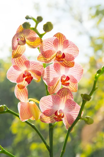 Orchid growing tips. How take care orchid plants indoors. Most commonly grown house plants. Orchids gorgeous blossom close up. Orchid flower pink and yellow bloom. Phalaenopsis orchid. Botany concept