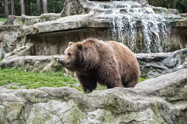 Animal rights. Cute big bear stony landscape nature background. Zoo concept. Animal wild life. Adult brown bear in natural environment. Friendly brown bear walking in zoo