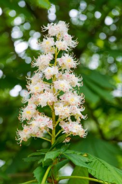 İlkbaharda kestane ağacı çiçeği. Bahar açan kestane. Kestane ağacı çiçeği. Doğa parkı. Yaprakları ve polenleri. Polen alerjisi. Tozlaşma ve üreme kavramı. Kestane çiçeği