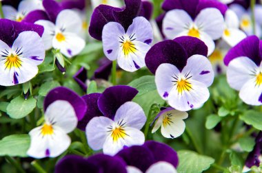 Heartsease viyola çiçek. Menekşe aile violaceae çiçekli bitkilerin Viyola cinsi. Güzel muhteşem çiçek. Viyola sergisi. Park ve peyzaj tasarımı. Çiçekçi dükkanı. Güzellik bitkileri